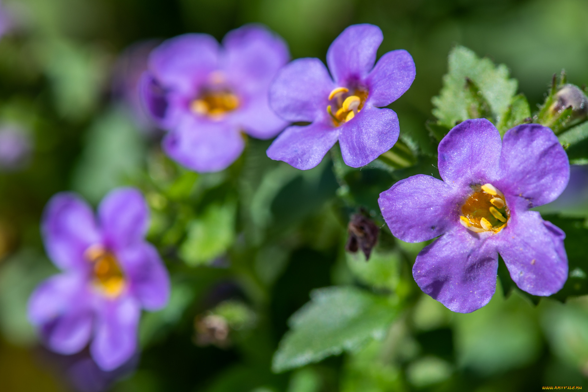 �����, ������� , �������,  �����